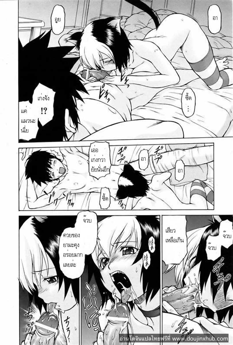 แมวที่เก็บมาเลี้ยง-11